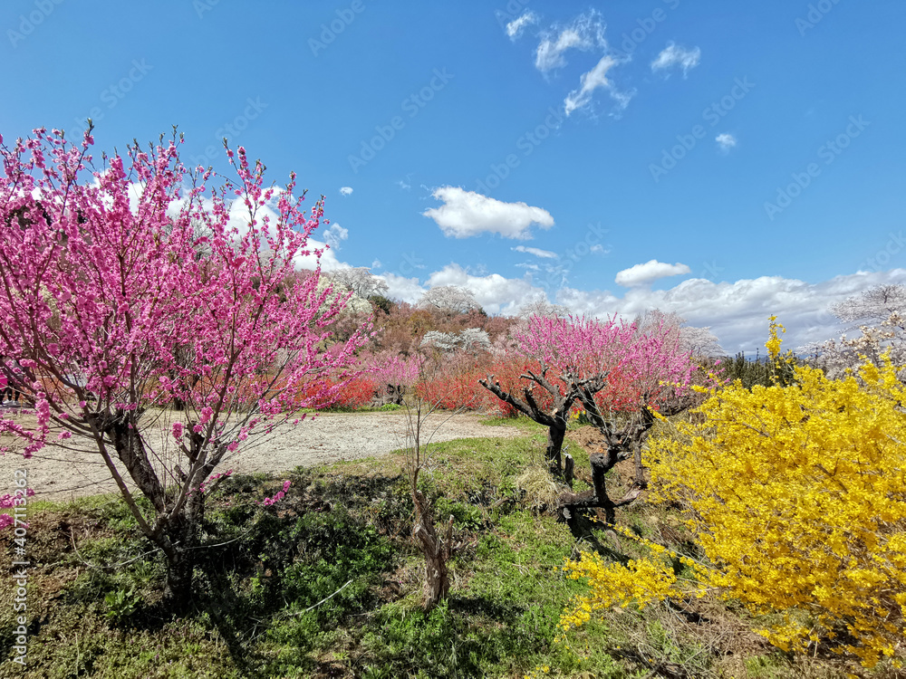 Beautiful view of multi colored flowering trees at Hanamiyama park in Fukushima town, Japan. Beautiful view of multi colored flowering trees at Hanamiyama park in Fukushima town, Japan.