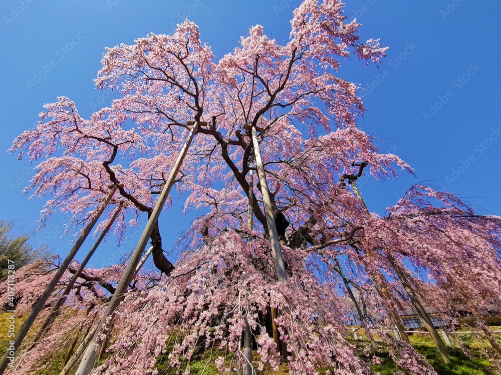 Miharu Takizakura, a thousandyearold cherry blossom tree in the
