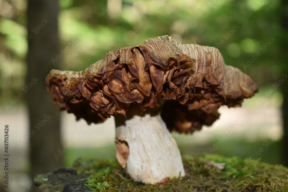 A mushroom along a trail of the Adirondack Mountains of New York. A mushroom along a trail of the Adirondack Mountains of New York.