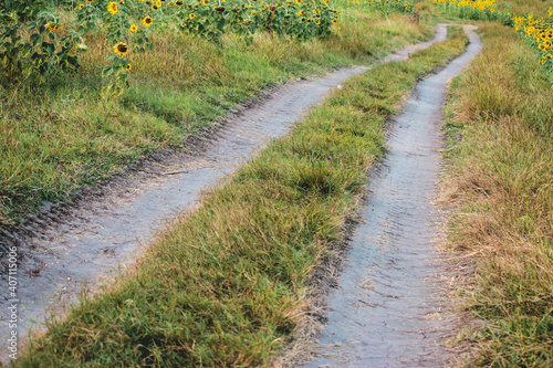 The driveway in the sunflower garden, the concept of a trip.