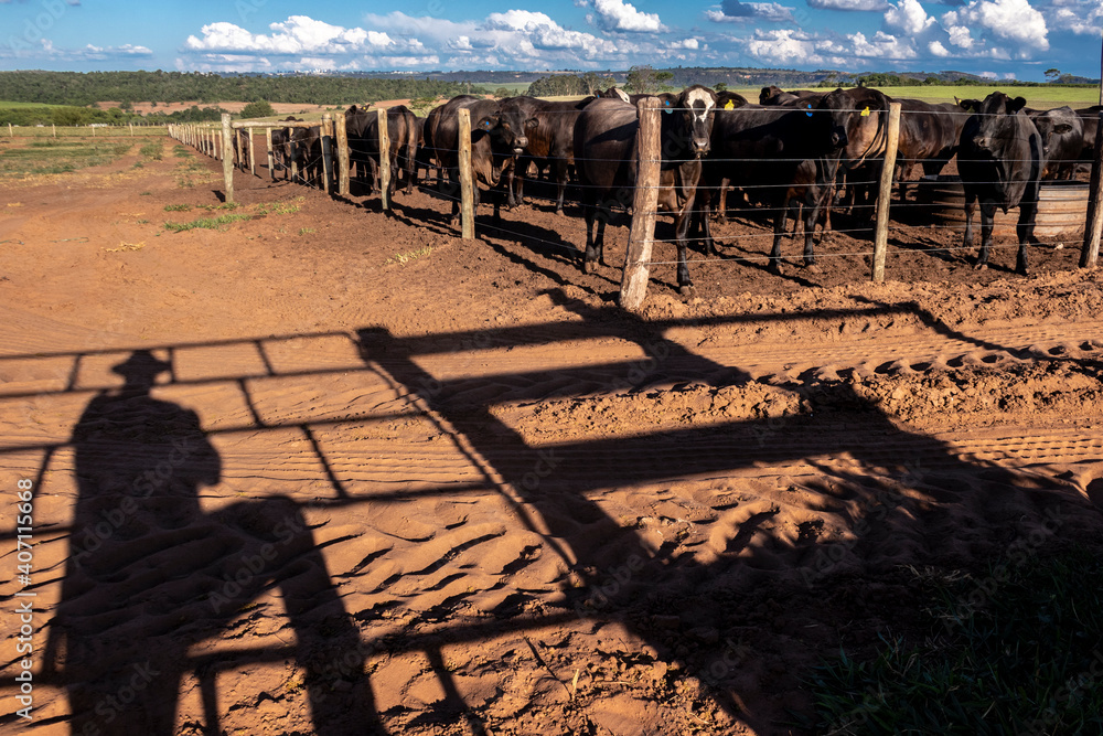shadow of an aberdeen angus rancher and livestock in the background