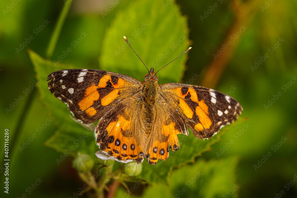 Australian Painted Lady on a plant Australian Painted Lady on a plant