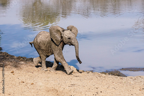 Photography Baby elephant running