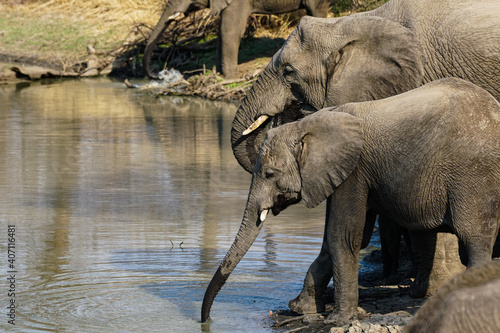 Canvas Print elephants in the water