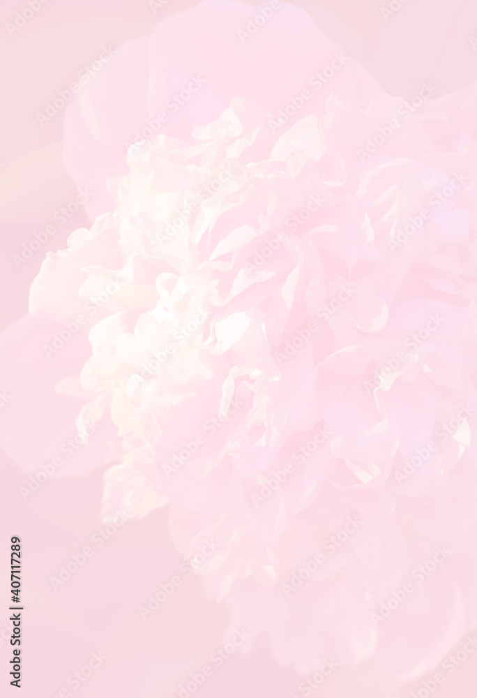 Flower texture and pattern. Peony flower on pink background close up