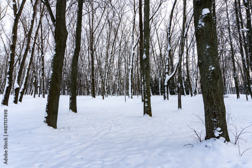 Winter icy forest and snowy trees, winter's tale and silence Winter icy forest and snowy trees, winter's tale and silence