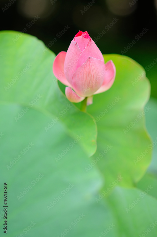 A Lotus Bud under the Morning Sun
