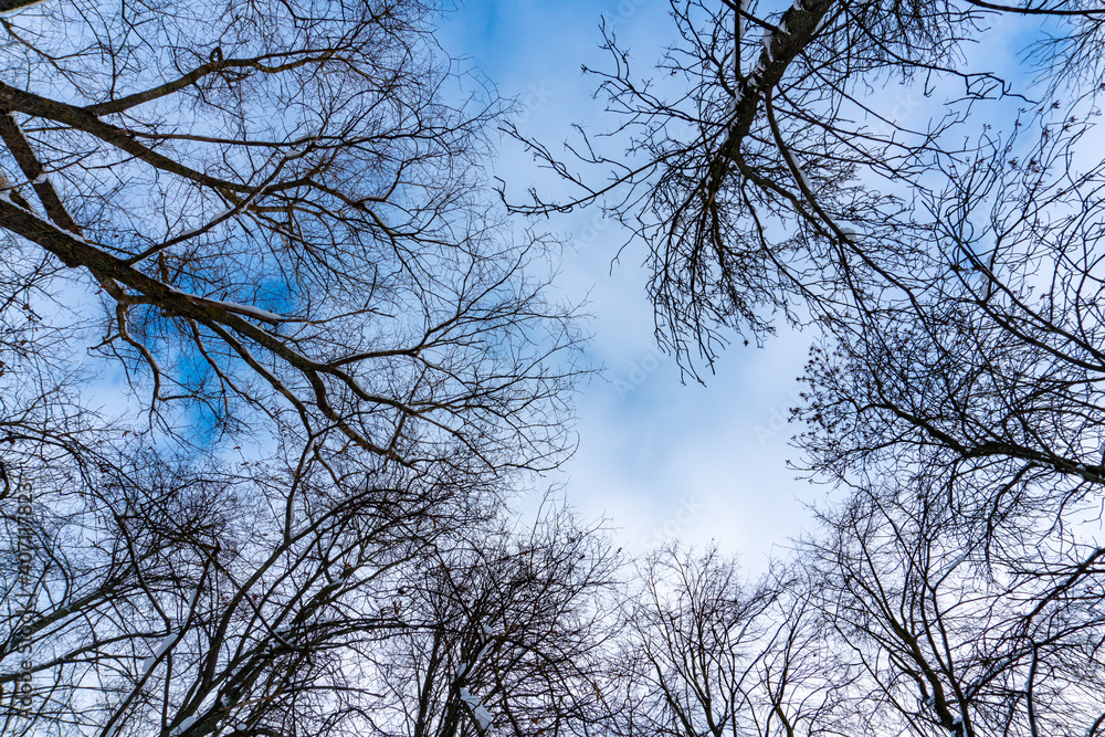 Tree crowns from bottom to top in winter and blue spring sky