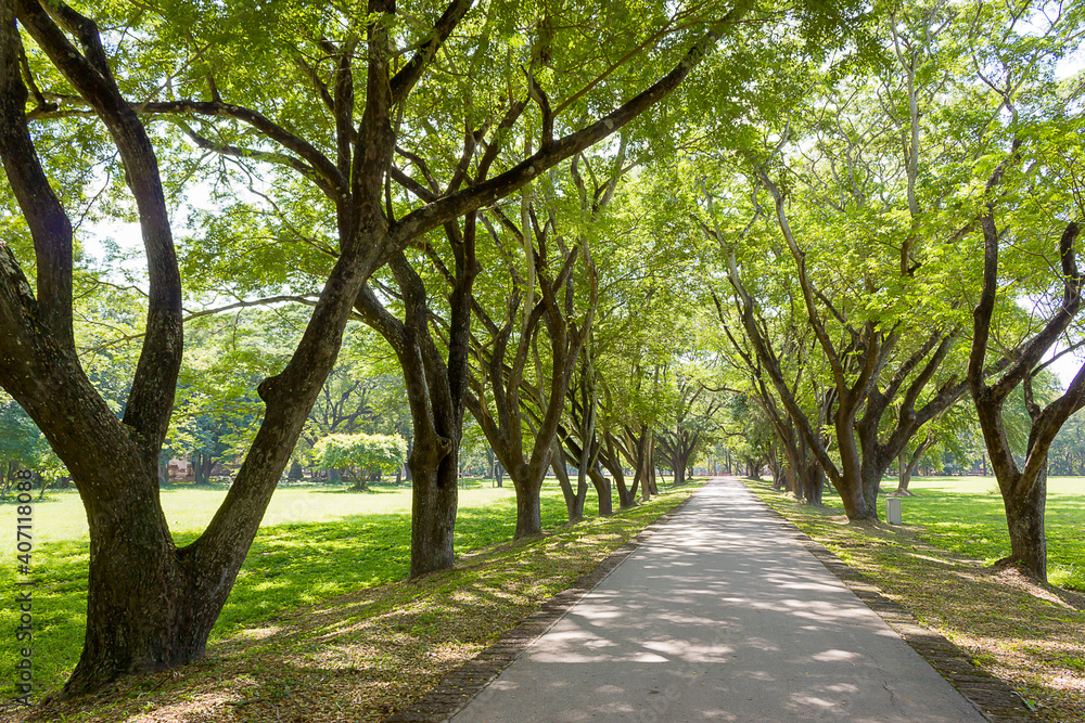Beautiful road with two large green trees.Thailand Beautiful road with two large green trees.Thailand