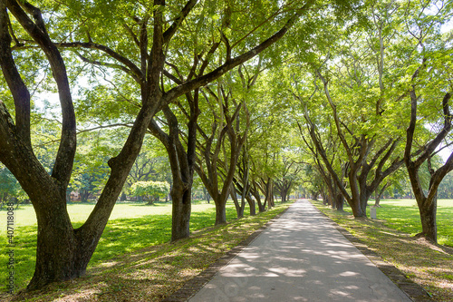 Beautiful road with two large green trees.Thailand