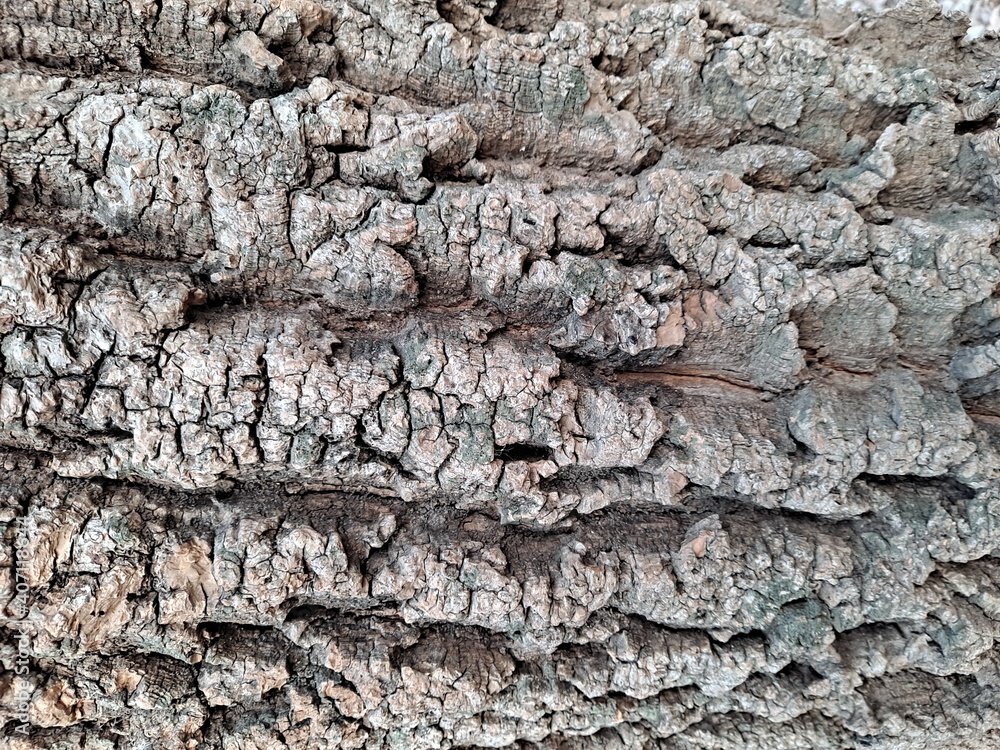 Cracked bark pattern Cracked bark pattern