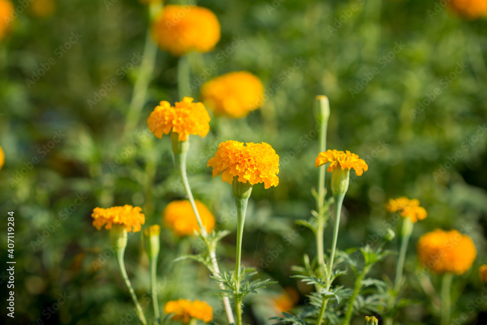 Beautiful blooming asia marigold flowers in the garden. Beautiful blooming asia marigold flowers in the garden.