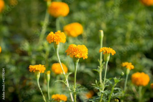 Beautiful blooming asia marigold flowers in the garden.