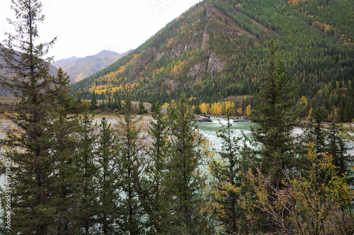 A gaze through tall pine trees at the turbulent flow of a turquoise mountain river flowing through the autumn valley. photo