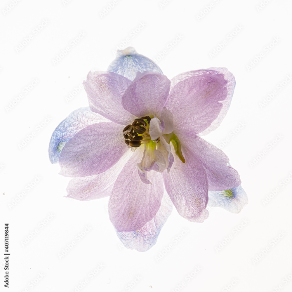 delphinium flower isolated on the white background delphinium flower isolated on the white background