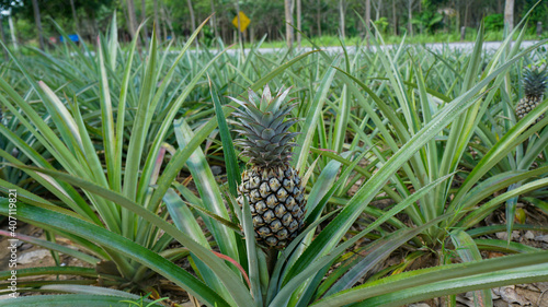 Pineapple baby in Thailand 