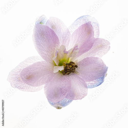 delphinium flower isolated on the white background