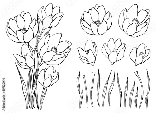 Spring wildflowers. A bouquet of snowdrops. Botanical elements set. Hand drawing. Line  art.