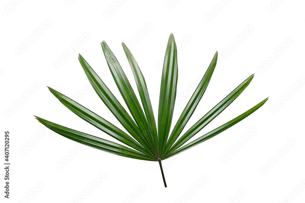 Fototapeta premium Lady palm leaf on white background