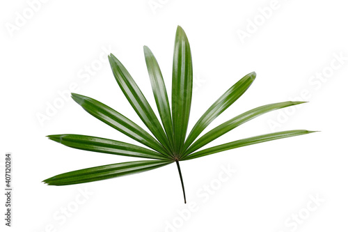 Lady palm leaf on white background