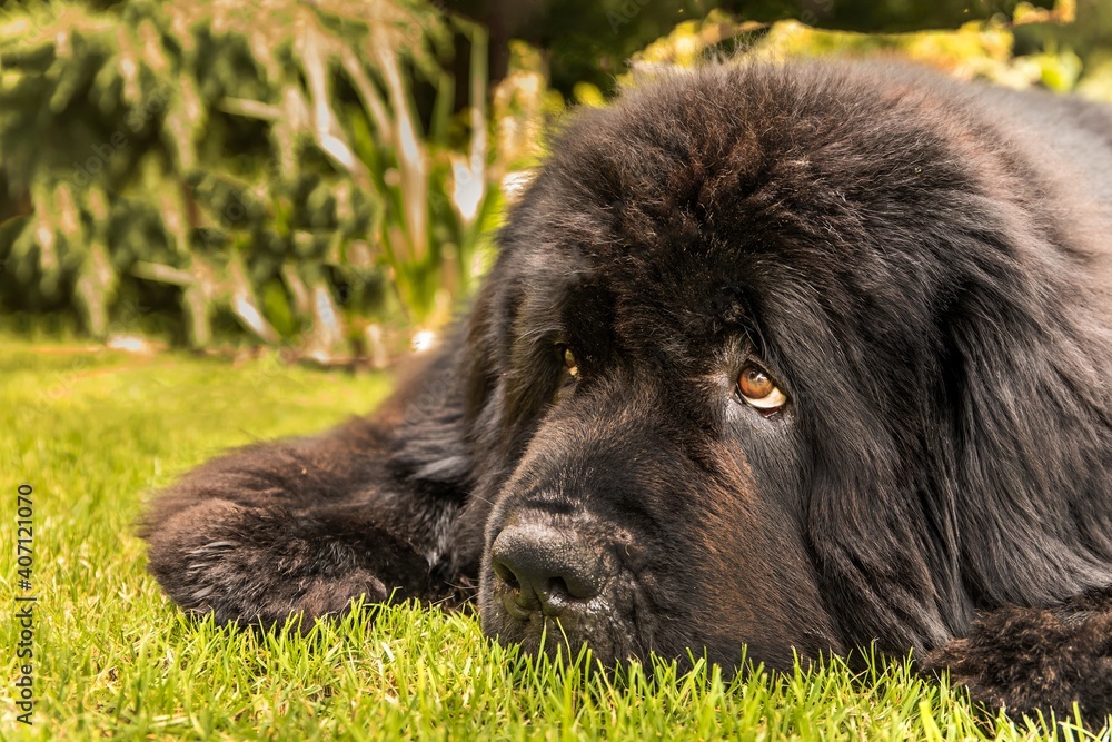 Lying Newfoundland dog. Close-up of a Newfoundland dog head. The dog is resting on the lawn. Dog's eyes. Lying Newfoundland dog. Close-up of a Newfoundland dog head. The dog is resting on the lawn. Dog's eyes.