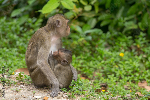 Sacred Monkey Forest Sanctuary, monkeys with a baby preening each other © parinya