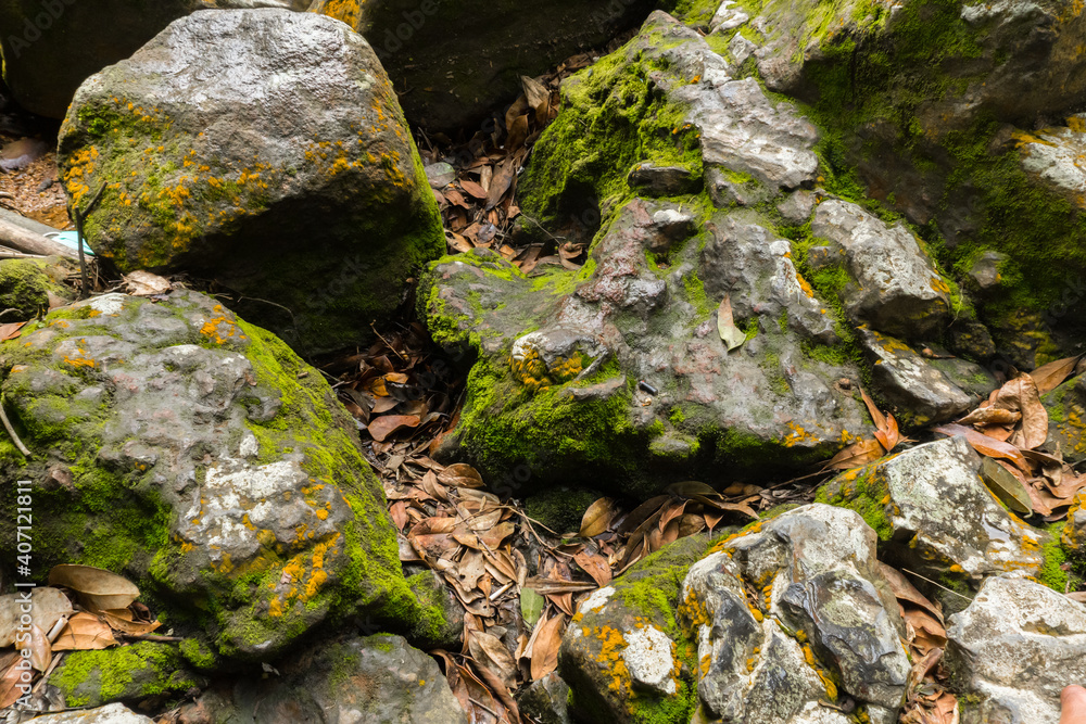 Selectively focus on mossy rocks in the wild