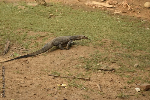 lizard on the ground