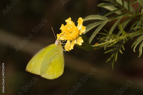 the common emigrant butterfly on the flower photo