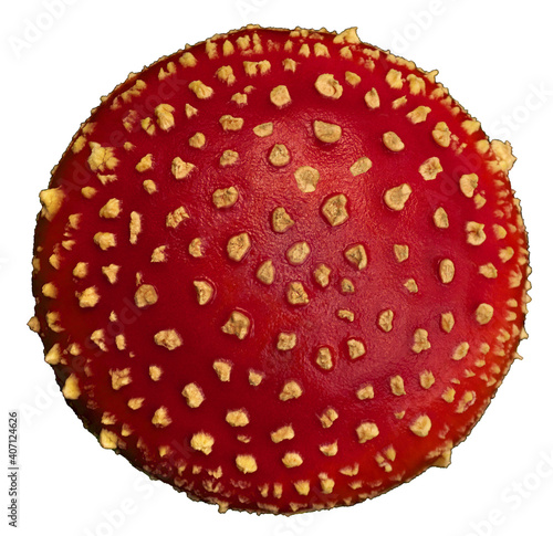 Top view of poisonous red and white amanita on white background