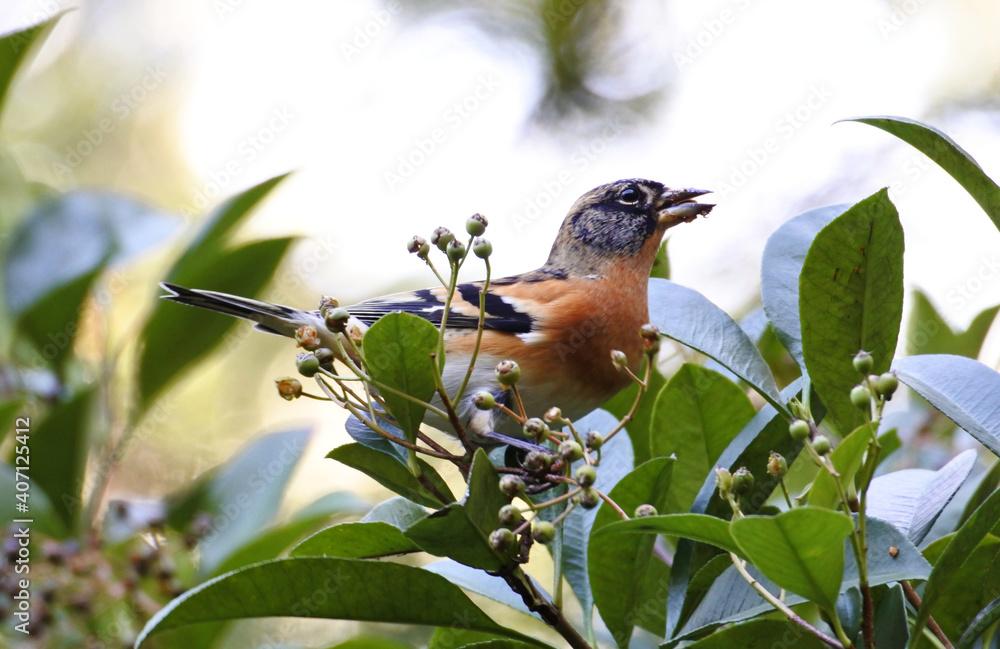 Brambling has its mouth full of berry like fruits of camphor laurel. Facing the right. Brambling has its mouth full of berry like fruits of camphor laurel. Facing the right.