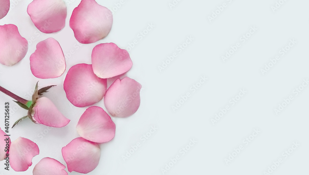 Rose flower and petals, greeting card, flower composition. Copy space for text. Feminine concept. White background