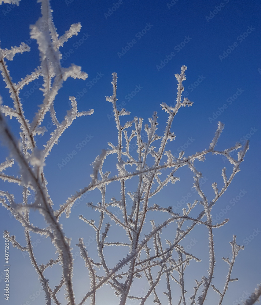 Close of view of a plant with hoarfrost in its stems. Freezing fog. Frost Close of view of a plant with hoarfrost in its stems. Freezing fog. Frost