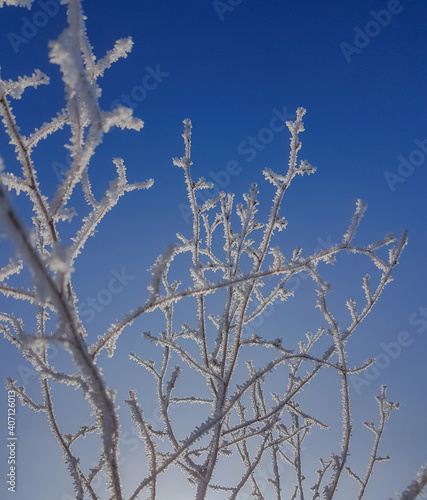 Close of view of a plant with hoarfrost in its stems. Freezing fog. Frost © Rodrigo_Fernandez_Ph