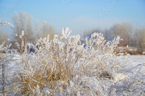 Beautiful dry grass covered with snow in hoarfrost against blue sky