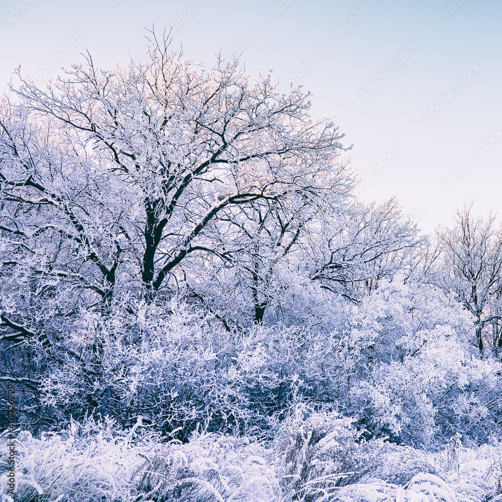 Trees and bushes in a beautiful white frost on blue sky background. Winter forest in the snow