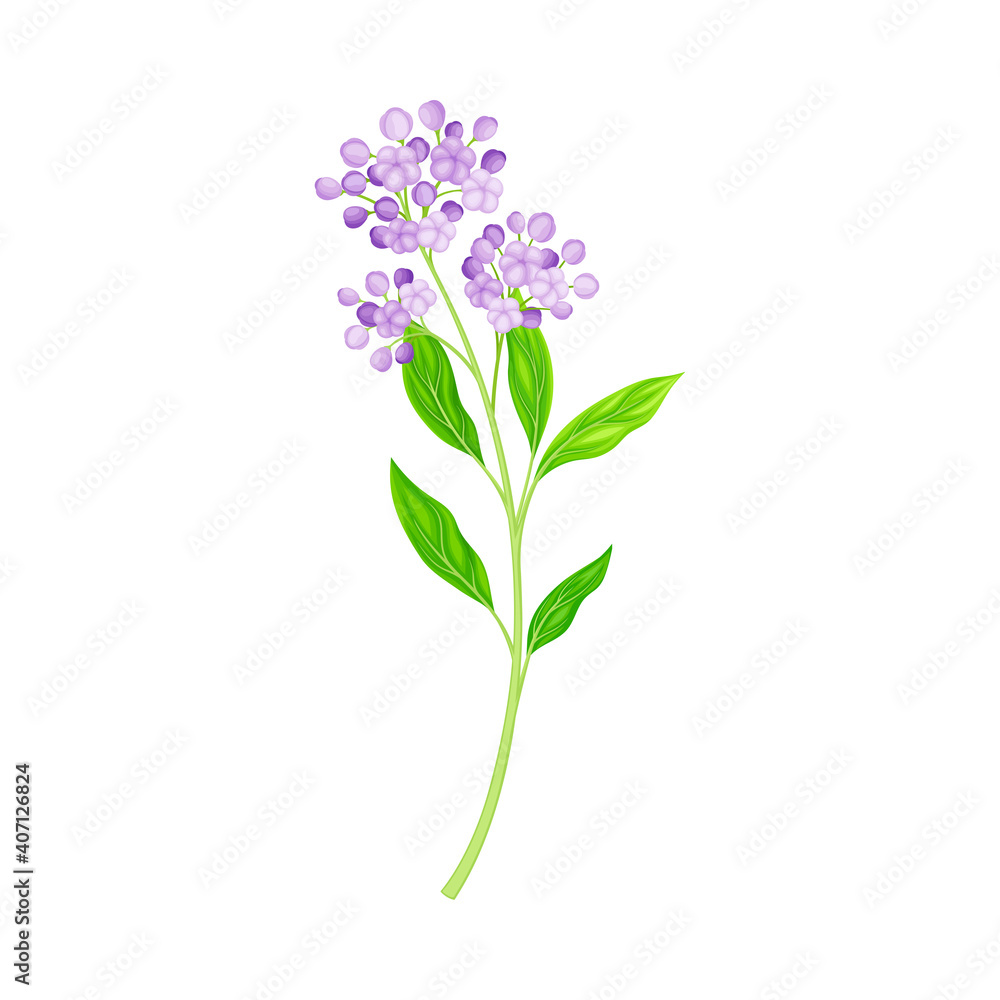 Flower Stem or Stalk with Purple Florets as Meadow or Field Plant Vector Illustration