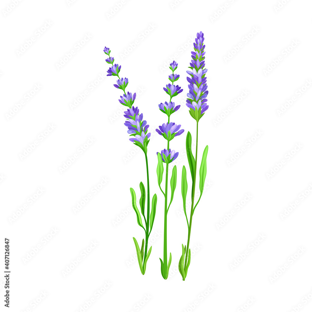 Flower Stem or Stalk with Blue Florets as Meadow or Field Plant Vector Illustration Flower Stem or Stalk with Blue Florets as Meadow or Field Plant Vector Illustration