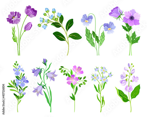 Blue and Purple Flowers on Green Stem as Meadow or Field Plant Vector Set