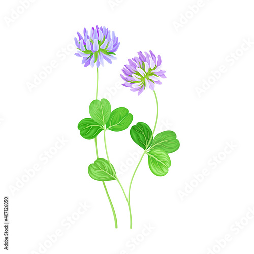 Clover Flower Head on Stem or Stalk as Meadow or Field Plant Vector Illustration