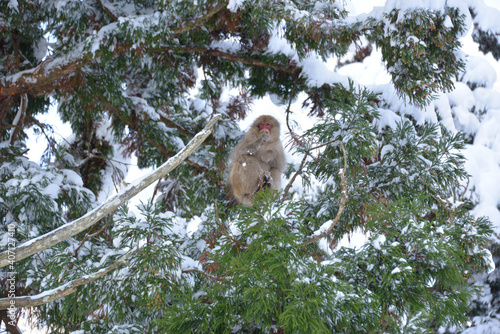 Photography Japanese monkeys in Nagano prefecture in Japan