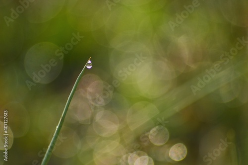 dew on a blade of grass