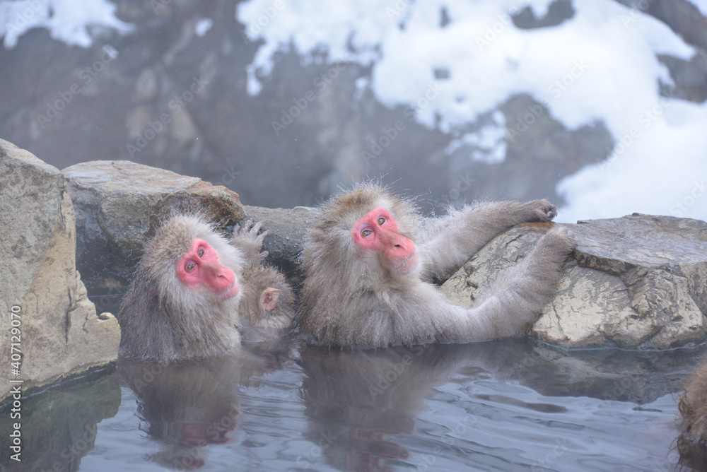 Naklejka premium Japanese monkeys in Nagano prefecture in Japan