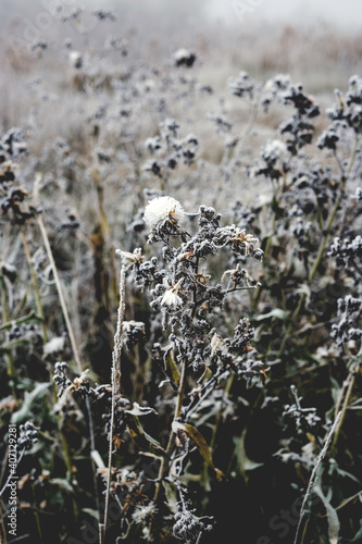 Field of grass and flowers covered with hoarfrost