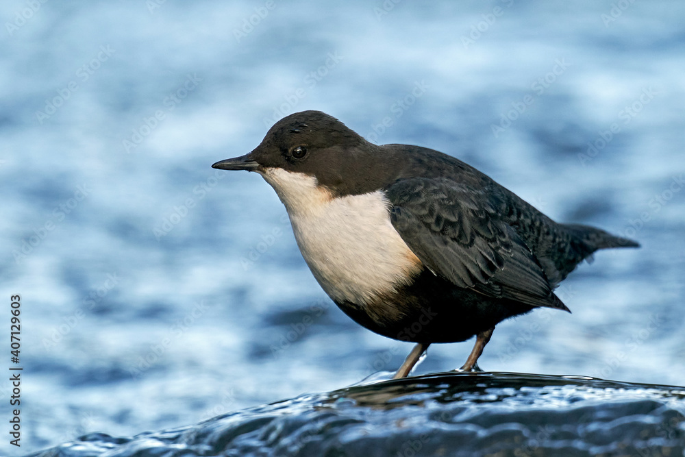 White-throated dipper (Cinclus cinclus) White-throated dipper (Cinclus cinclus)