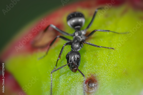 Close up shot of Ant on a flower bud