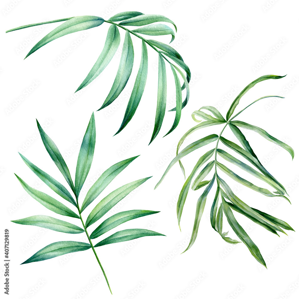 Leaves of tropical plants on white background, watercolor botanical illustration, design elements.