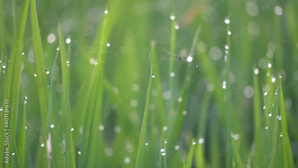Damselfly fly at paddy field with water droplets in morning. Damselfly fly at paddy field with water droplets in morning.