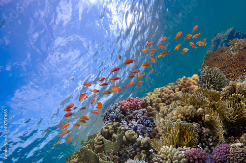 Vibrant and healthy coral reef ecosystem in the crystal clear waters of Red Sea photo
