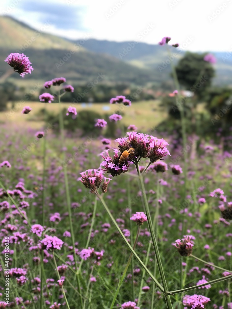 Fototapeta premium field of flowers